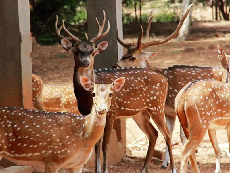 Adda Zone at Baul Sangee